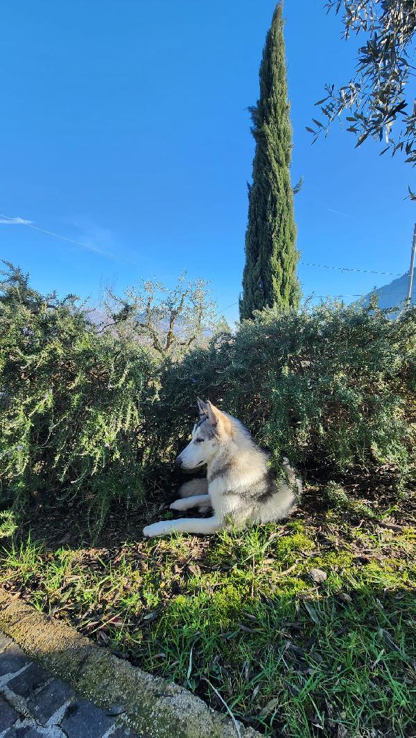 Cucciola Cane Lupo Cecoslovacco Foto 4